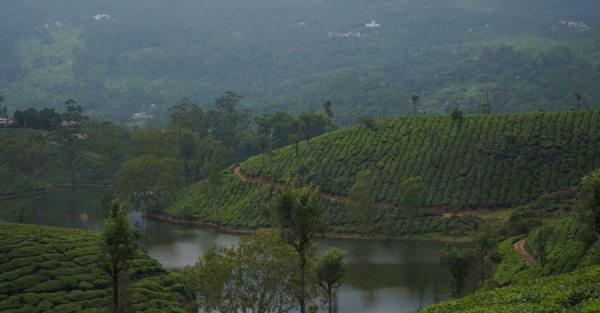 Munnar — tea hills