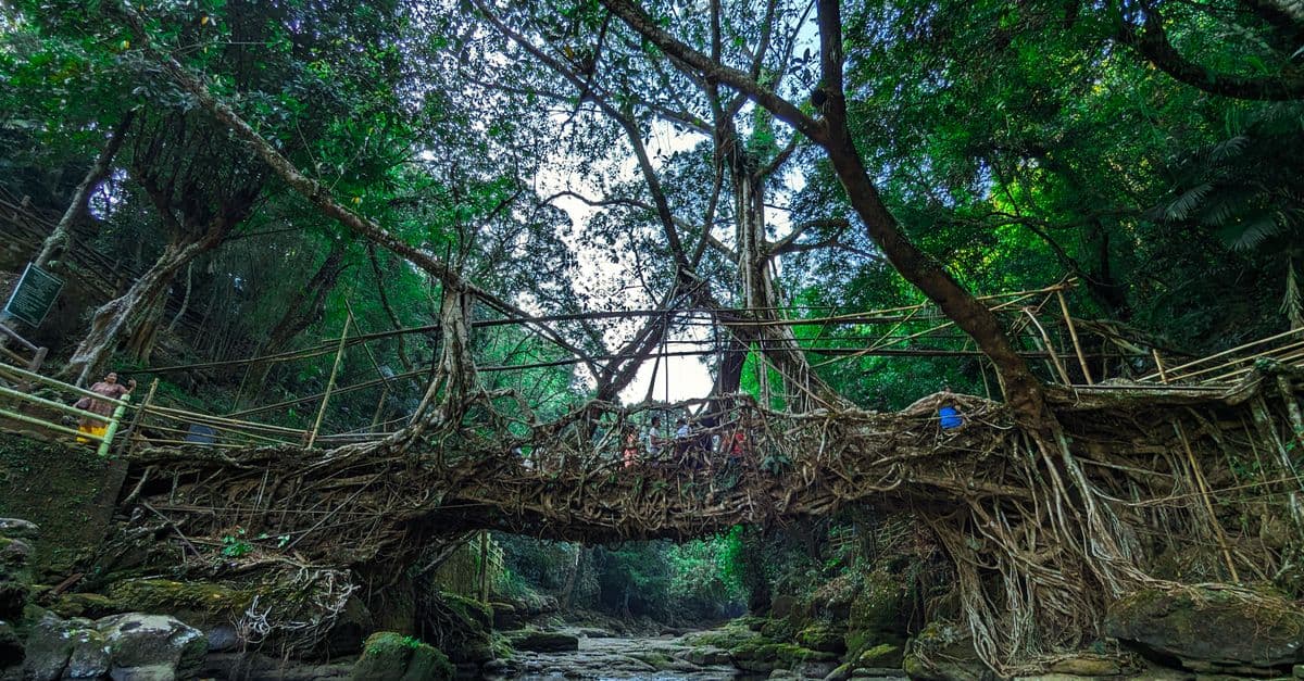 Double-decker living root bridge