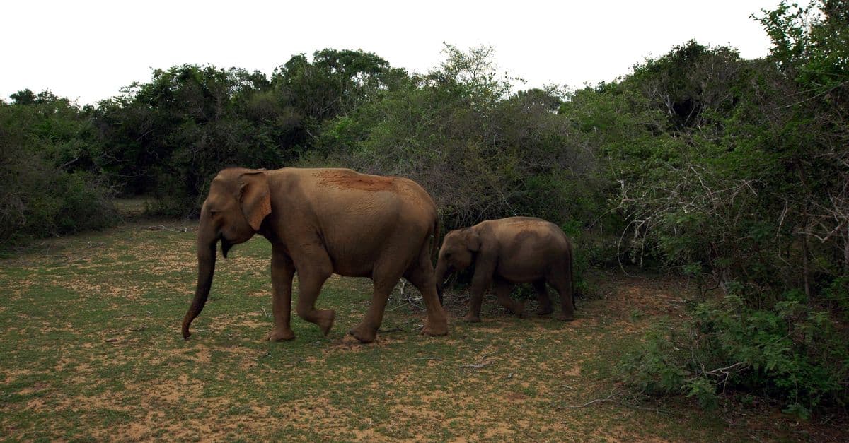 Safari at Yala or Udawalawe